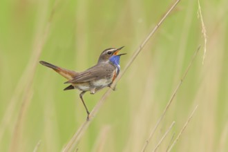 White-starred bluethroat (Luscinia svecica cyanecula), mating male on a reed, wildlife, nature