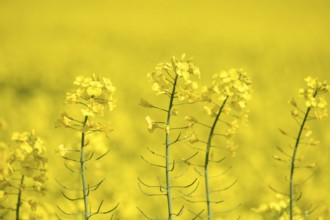 Bright yellow rapeseed flowers in the field, Baden-Württemberg, Germany, Europe