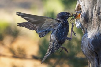 Starling (Sturnus vulgaris), also known as the Common starling, with food for the young birds,