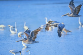 Brown pelicans (Pelecanus occidentalis) in flight, Sanibel Island, J.N. Ding Darling National