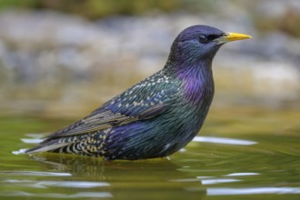 Starling (Sturnus vulgaris), in splendour while bathing, biosphere reserve, Swabian Alb,