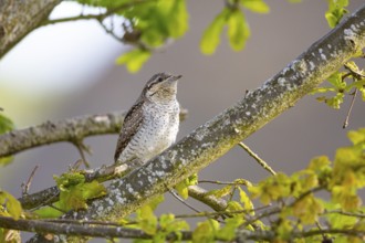 Eurasian wryneck (Jynx torquilla) Germany