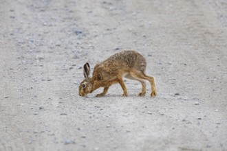 European hare (Lepus europaeus) Germany