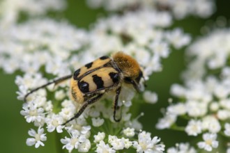 Brush beetle (Trichius) on a goutweed flower, Bavaria, Germany, Europe