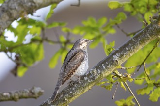 Eurasian wryneck (Jynx torquilla) Germany