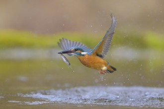 Kingfisher (Alcedo atthis), taking off from the water with a fish in its beak, Lechauen, Bavaria