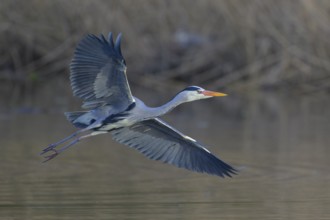 Grey heron (Ardea cinerea), adult heron in flight in front of reeds, Neckar valley,