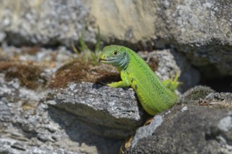 Western green lizard (Lacerta bilineata), resting on a stone of a dry stone wall, Neckar valley,