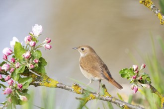 Nightingale (Luscinia megarhynchos) Germany