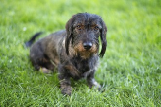 Rough-haired dachshund (Canis lupus familiaris) male, 4 years old, animal portrait, sitting on a
