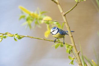 Blue tit (Parus caeruleus) Germany