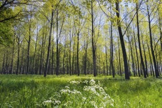 Limbricht, Limburg, Netherlands, Spring forest with tall trees and blooming white flowers under
