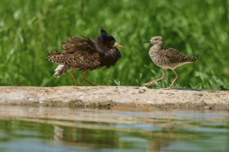 Ruff (Philomachus pugnax), male and female during the breeding season, on a rock by a body of