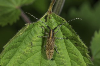 Thistle buck (Agapanthia villosoviridescens) with long antennae on a green leaf, Baden-Württemberg,