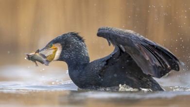Cormorant (Phalacrocorax carbo) with catfish as prey, hunting, fishing, preying, sunrise, morning