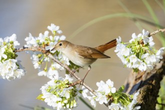 Nightingale (Luscinia megarhynchos) Germany