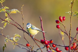 Blue tit (Parus caeruleus) Germany