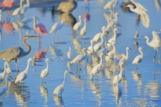 Group of Snowy Egret (Egretta thula), Roseate Spoonbills (Platalea ajaja) and Great blue heron