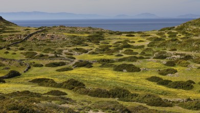Wide grassy landscape with yellow flowers on hills, sea and islands in the background, Livadi