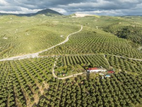 Fields of olive trees, trees planted in rows, aerial view, near village Cabra, Andalusia, Spain,