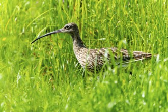 A bird with a long beak stands in a green meadow with tall grass, curlew, (genus Numenius), France,