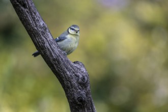 Blue tit (Parus caerulea), Emsland, Lower Saxony, Germany, Europe