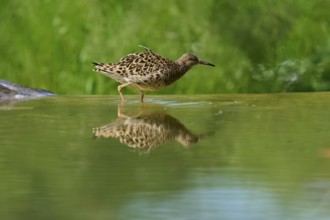 Female ruff (Philomachus pugnax) in the water, its reflection is clearly visible, France, Europe