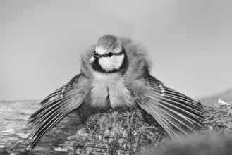 Blue tit (Parus caeruleus), sitting with spread wings on moss-covered dead wood, developed as a