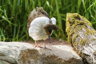 Bird on stone covered with white and patterned plumage, ruff (Calidris pugnax, Syn.: Philomachus
