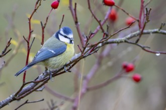 Blue tit (Parus caeruleus) Germany