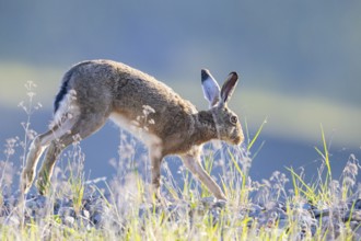 European hare (Lepus europaeus) Germany