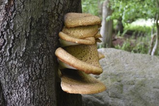 Tree fungus dryad's saddle, dryad's saddle (Cerioporus squamosus), on an old tree trunk