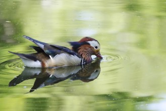 Mandarin duck on a lake, June, Germany, Europe