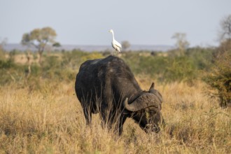 Cattle egret (Bubulcus ibis) sitting on the back of a Cape buffalo (Syncerus caffer caffer), bull