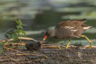A common moorhen (Gallinula chloropus) provides food for its two-week-old young owl. Bas rhin,