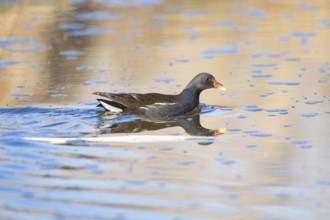 Moorhen (Gallinula chloropus) ml Germany