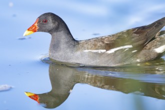 Moorhen (Gallinula chloropus) ml Germany