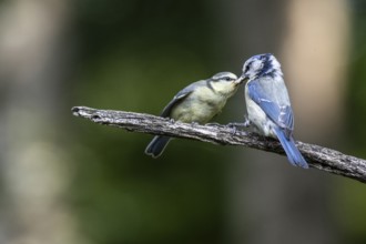 Blue tits (Parus caerulea), feeding young animals, Emsland, Lower Saxony, Germany, Europe