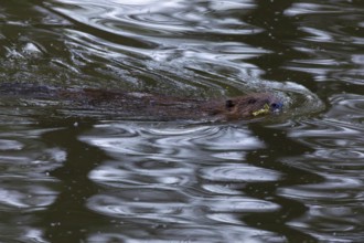 Beaver (Castor fibre), Schussen, Eriskirch, Lake Constance, Baden-Württemberg, Germany, Europe