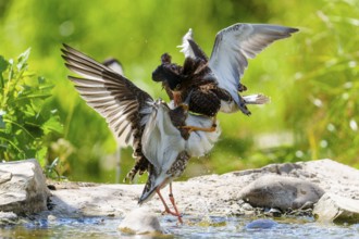 Ruff fighting at the water's edge, outstretched wings convey energy and movement, Ruff (Calidris