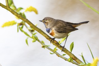 Bluethroat (Luscinia svecica cyanecula) ml Germany