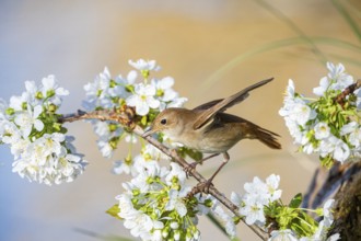 Nightingale (Luscinia megarhynchos) Germany