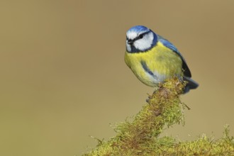 Blue tit (Parus caeruleus), sitting on moss-covered dead wood, Wilnsdorf, North Rhine-Westphalia,