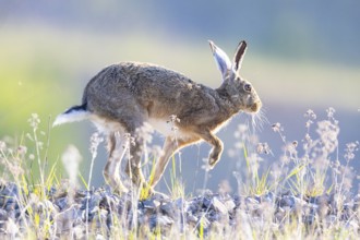 European hare (Lepus europaeus) Germany