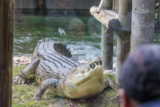 Feeding Maximo, the largest crocodile during a show at the St. Augustine Alligator Farm Zoological