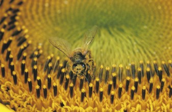 HONEY BEE (apis mellifera) GATHERING POLLEN FROM SUNFLOWER