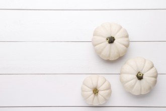 White decorative pumpkins Baby Boo on the white wooden background, flat lay with copy space