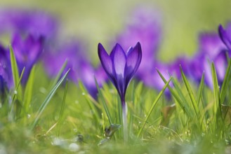 Woodland crocus (Crocus tommasinianus)
