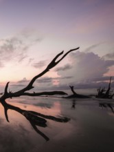 Boneyard Beach in South Carolina with old driftwood and dead trees and reflections at sunrise on a