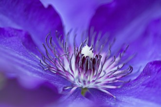 Blaue Clematis